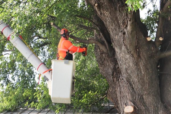 Tree Wise Men LLC Janesville’s Premier Tree Care Experts
