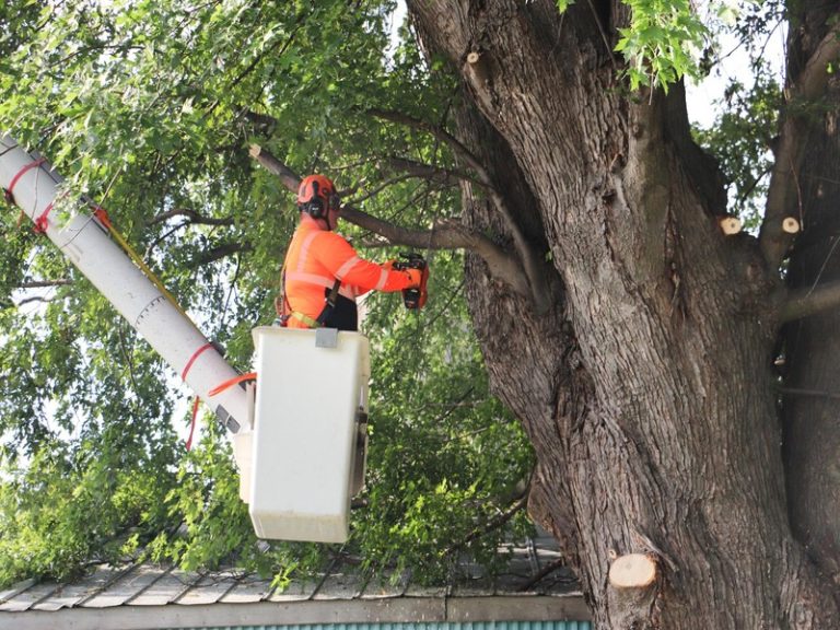 Tree Wise Men LLC Janesville’s Premier Tree Care Experts