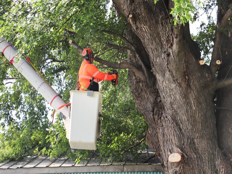 Tree Wise Men LLC Janesville’s Premier Tree Care Experts
