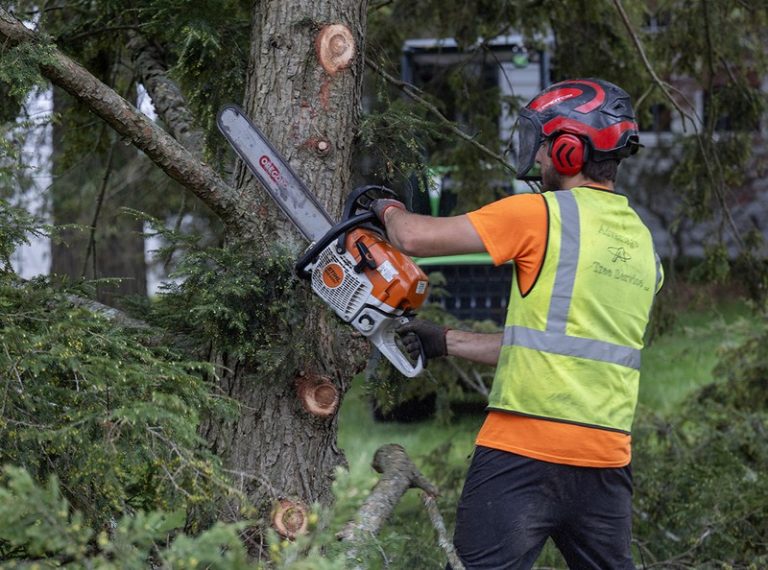 Professional Tree Removal in Springfield for Any Property Size