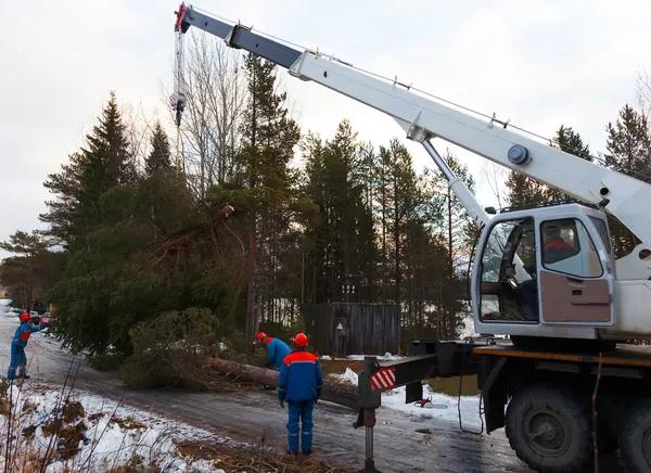Budget-Friendly Tree Service Without Compromising Quality