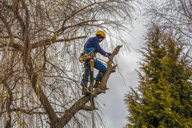 Precision Tree Trimming for Homes and Businesses